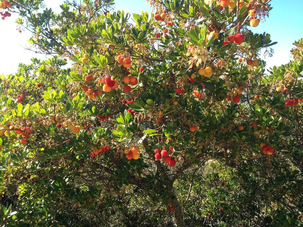 La Calera Apartamentos Rurales En Plena Sierra מראה חיצוני תמונה