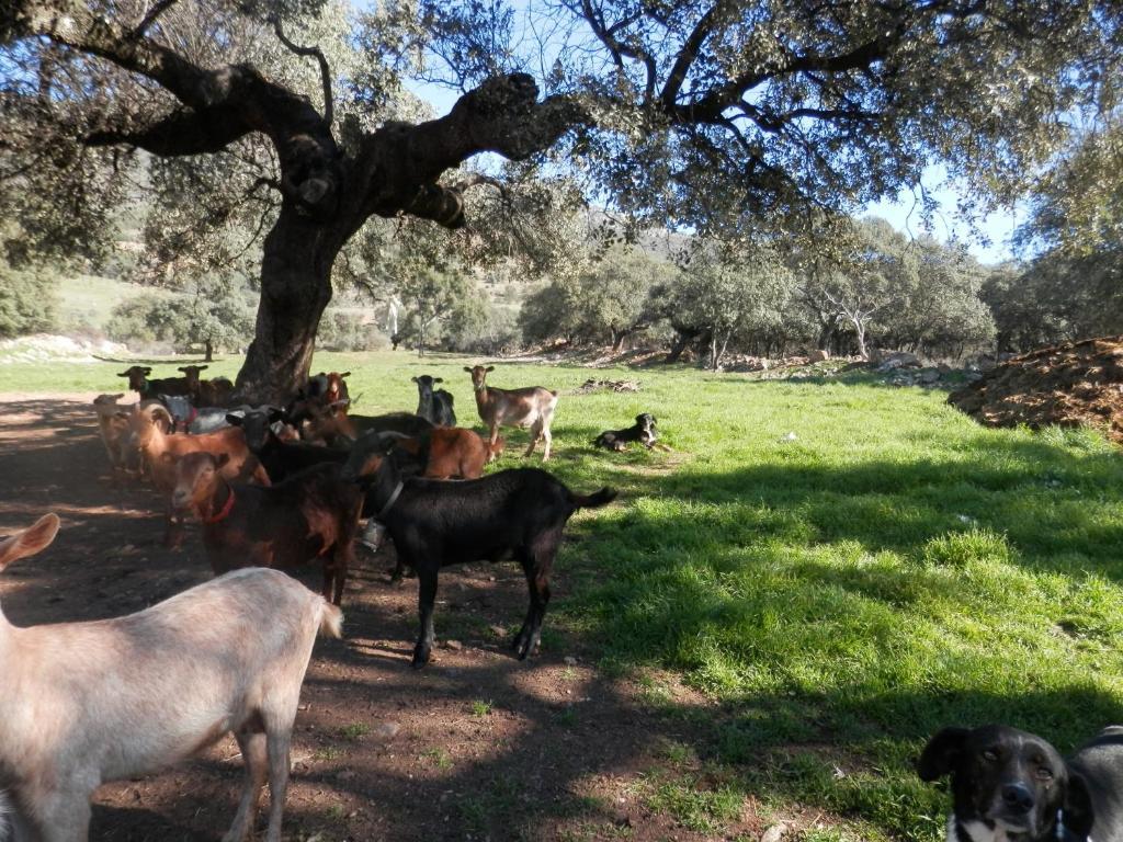 La Calera Apartamentos Rurales En Plena Sierra מראה חיצוני תמונה